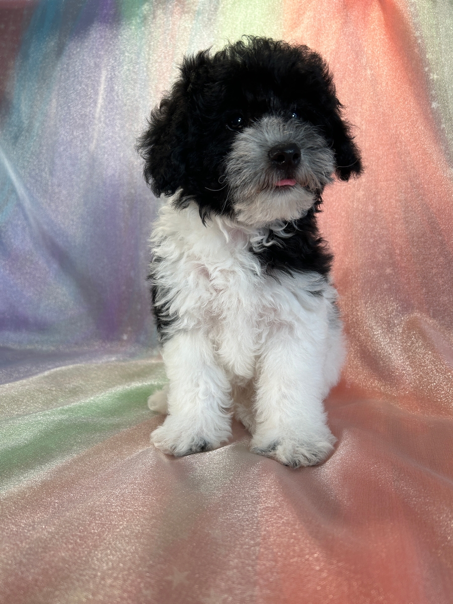 Male Black and White Schnoodle Puppy for Sale DOB 7-15-2024 $750